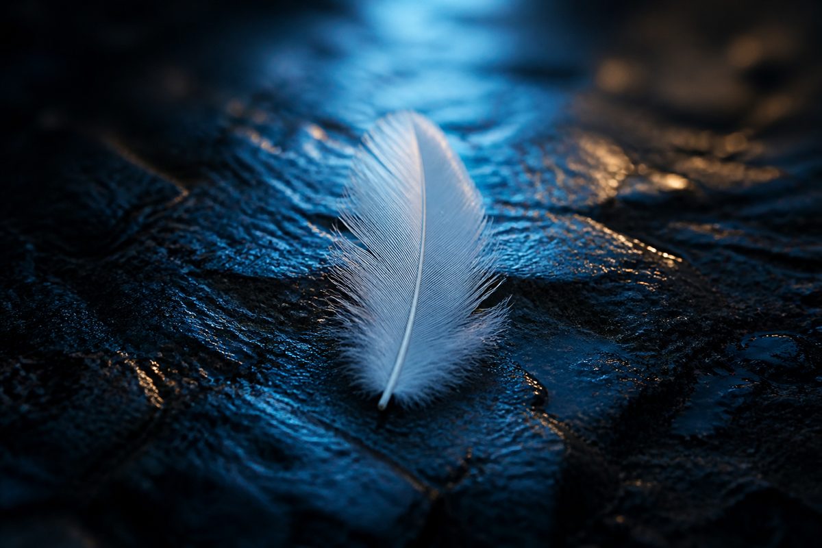 Pluma blanca sobre piedra oscura iluminada por una luz fría de amanecer